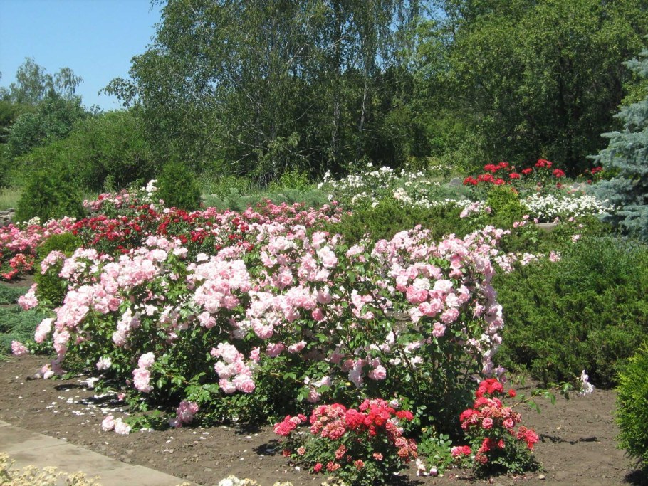 Розария с розой Геншин