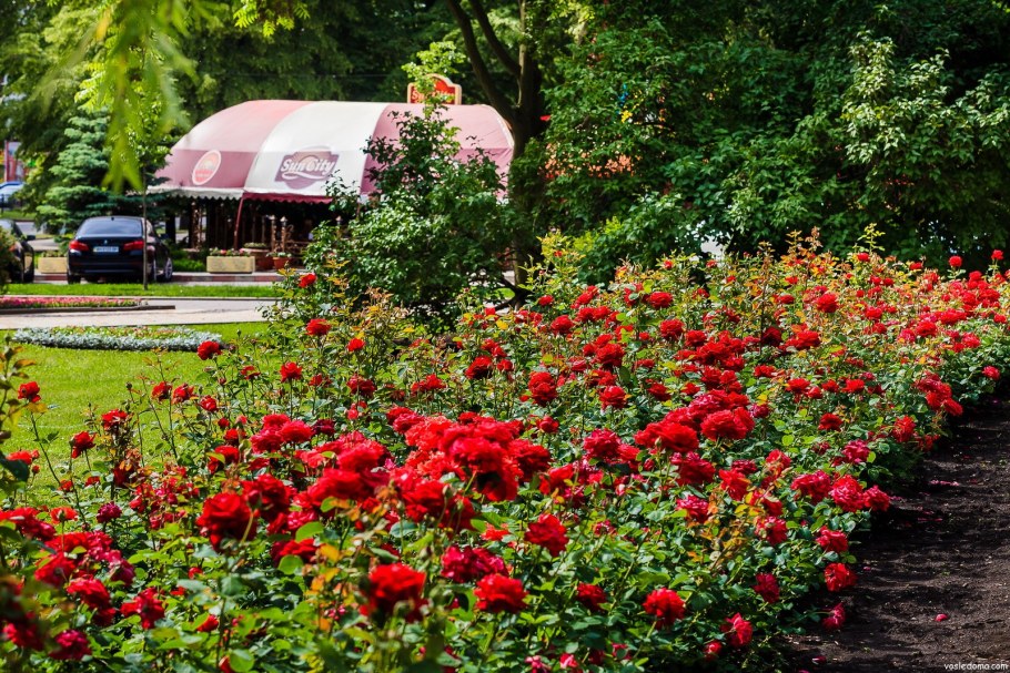 Миксбордер туя гортензия Барбарис можжевельник