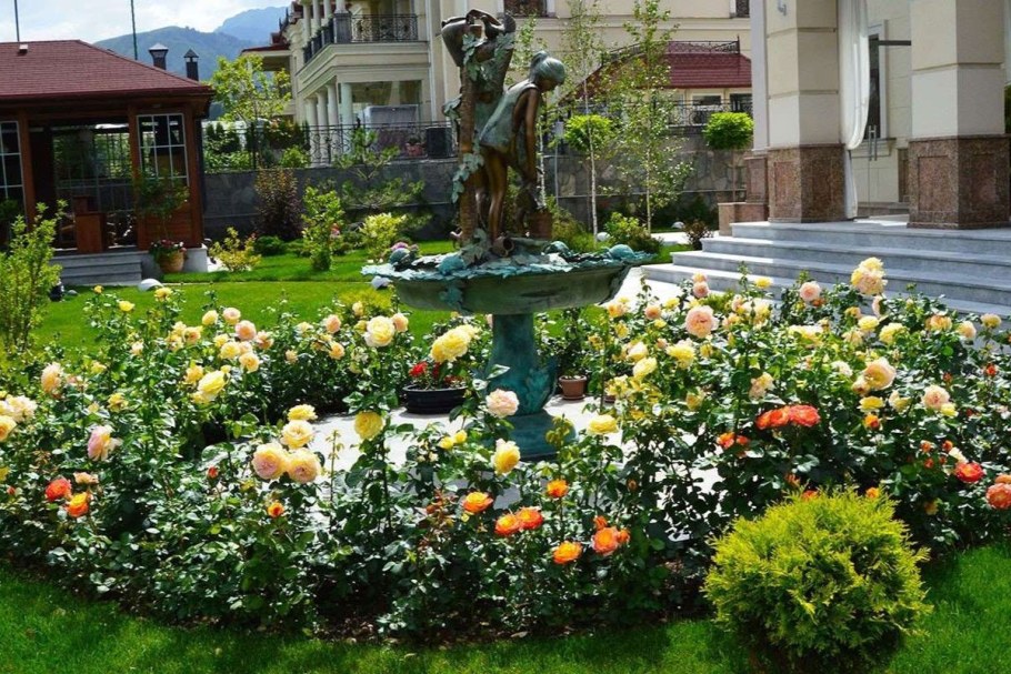 Роза Нозоми Живая изгородь