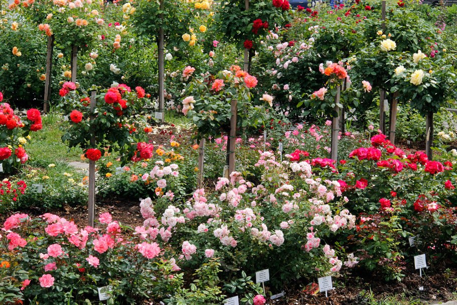 Розарий ботанического сада имени Цицина