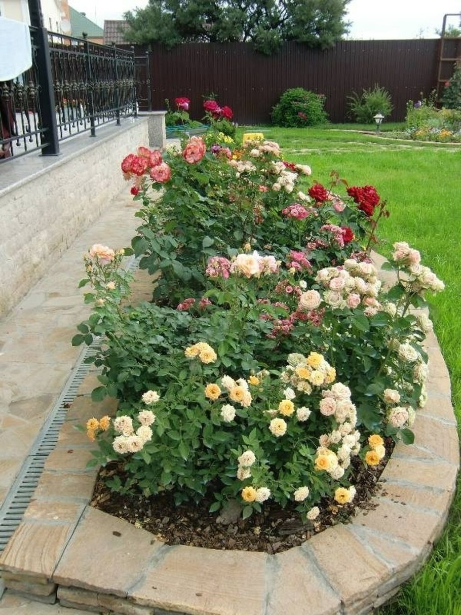 Роза почвопокровная Гарден