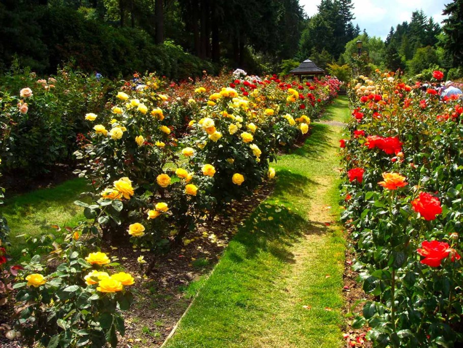 Роза Розария Югторсан