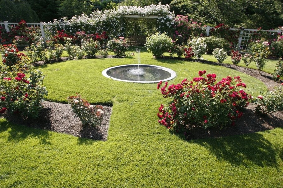 Инглиш Гарден роза Дэвида Остина