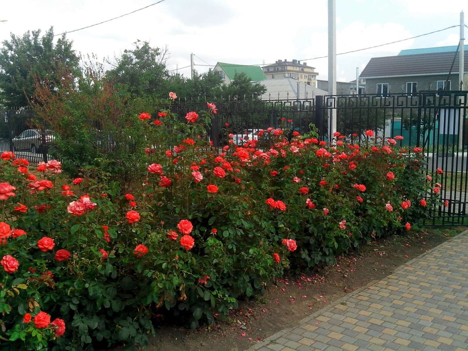 Розарий в саду