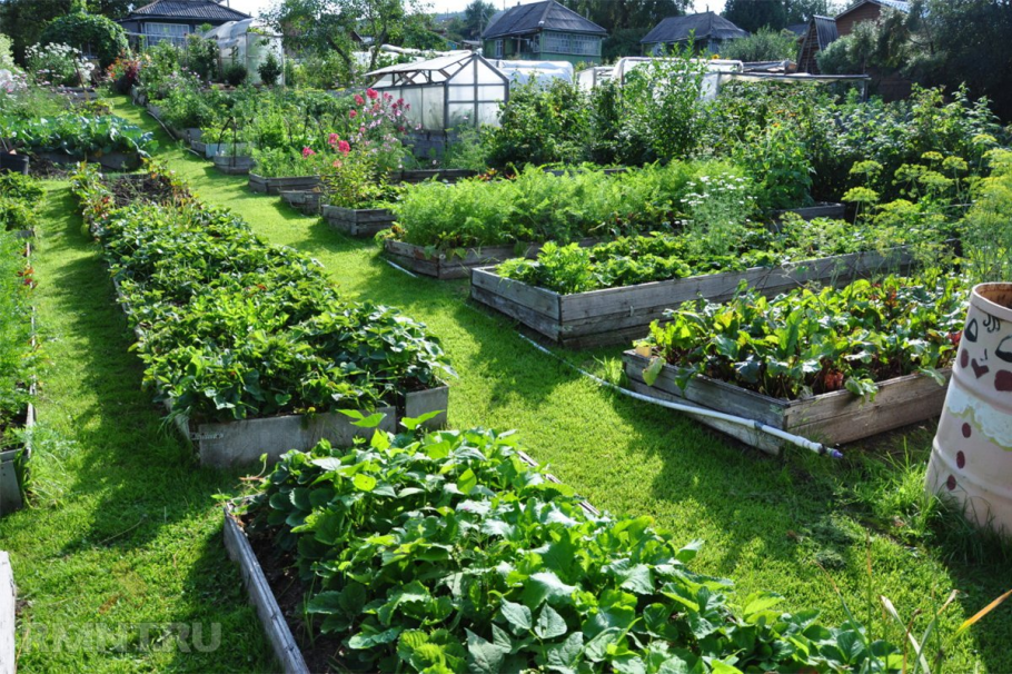 Пермакультура на 4 сотках