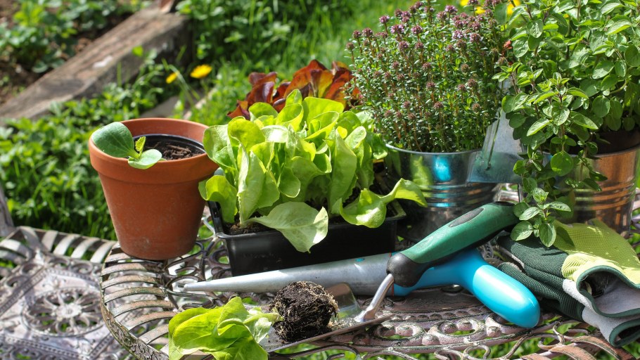 Сад и огород