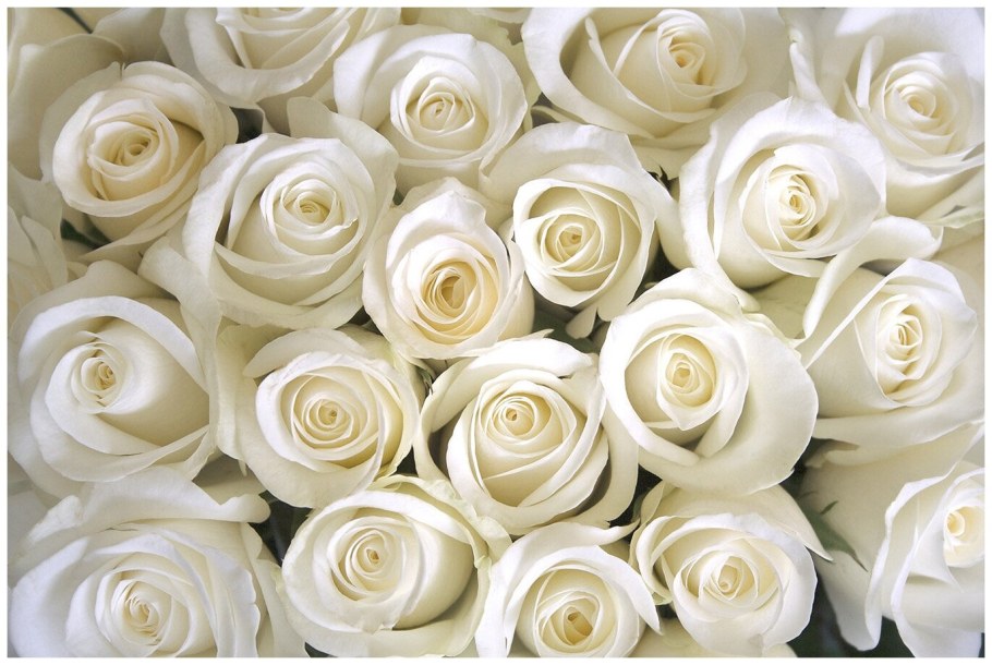 Фотообои цветы