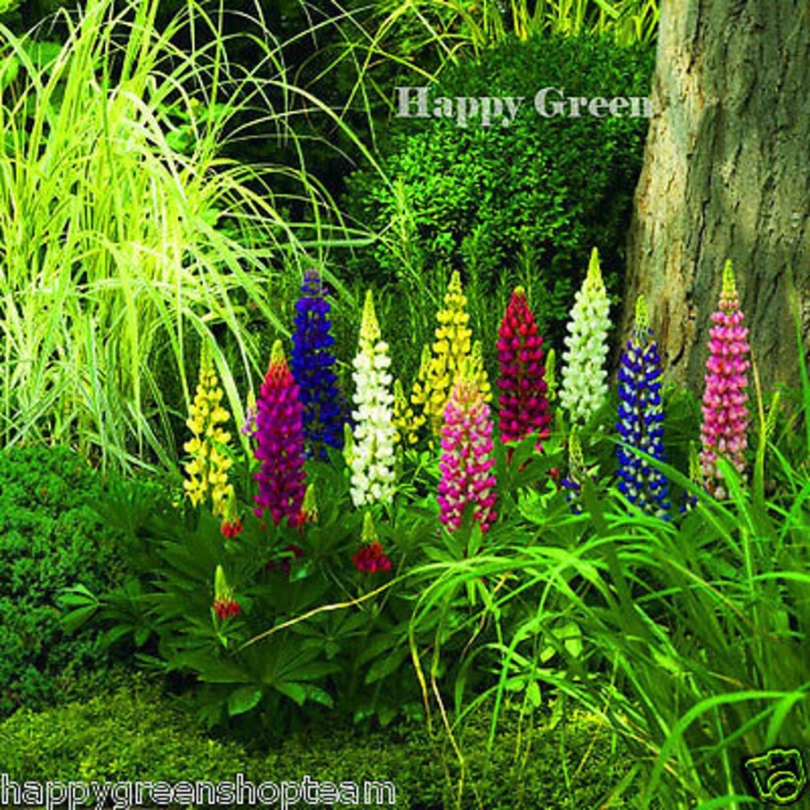 Люпины многолетние миксбордер