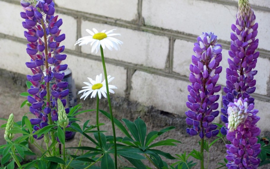 Коломенское парк люпины