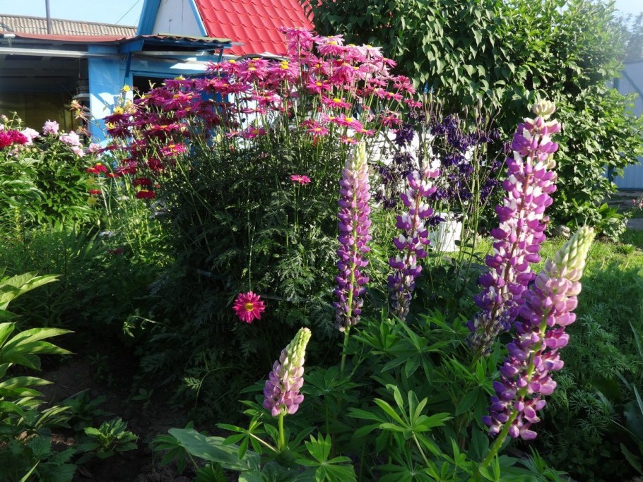 Люпины, Флоксы, дельфиниум