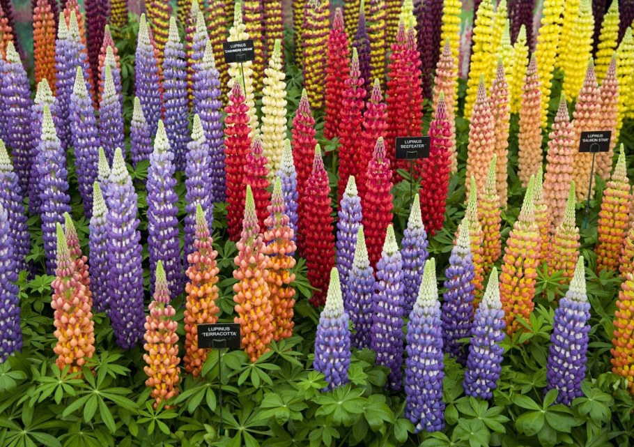 Люпин и дельфиниум