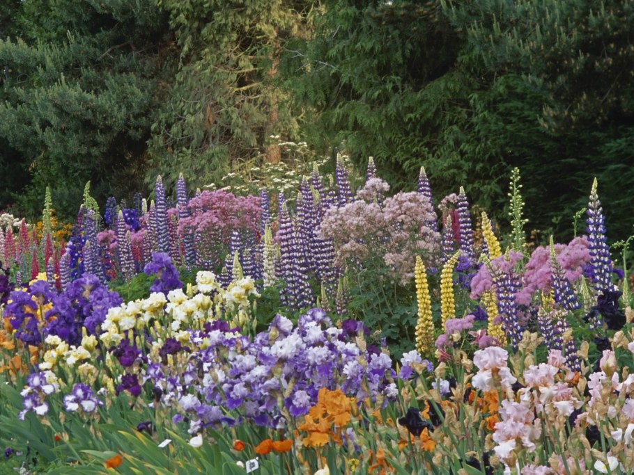 Люпин Эрмитаж рассада