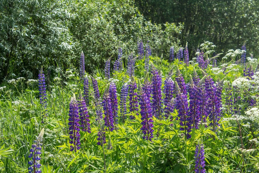 Бавария Германия поле люпинов