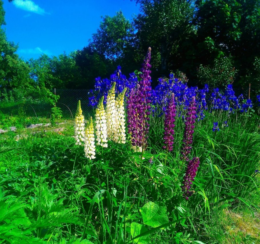 Маргаритки люпины