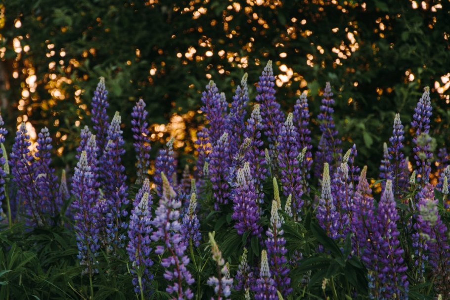 Люпин многолетний графиня