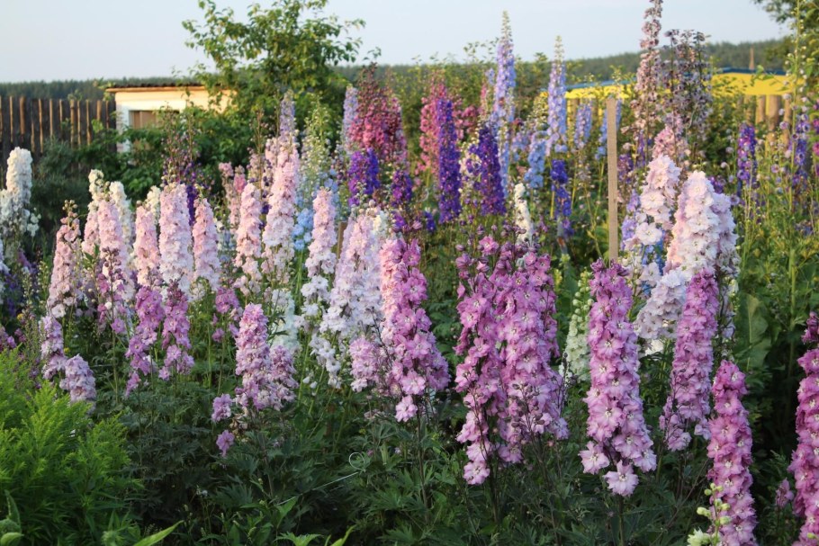 Люпин многолистный Рассела