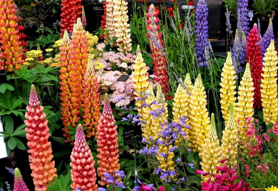 Дельфиниум многолетний на клумбе