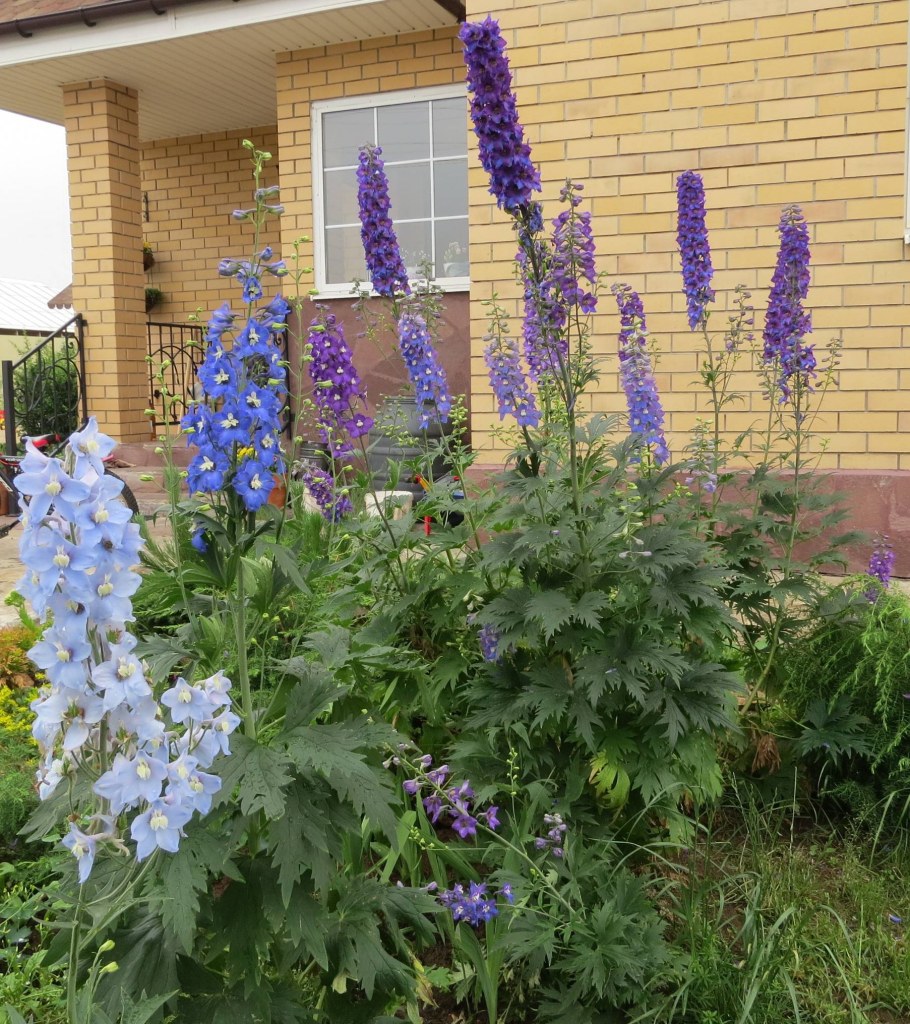 Люпин минарет