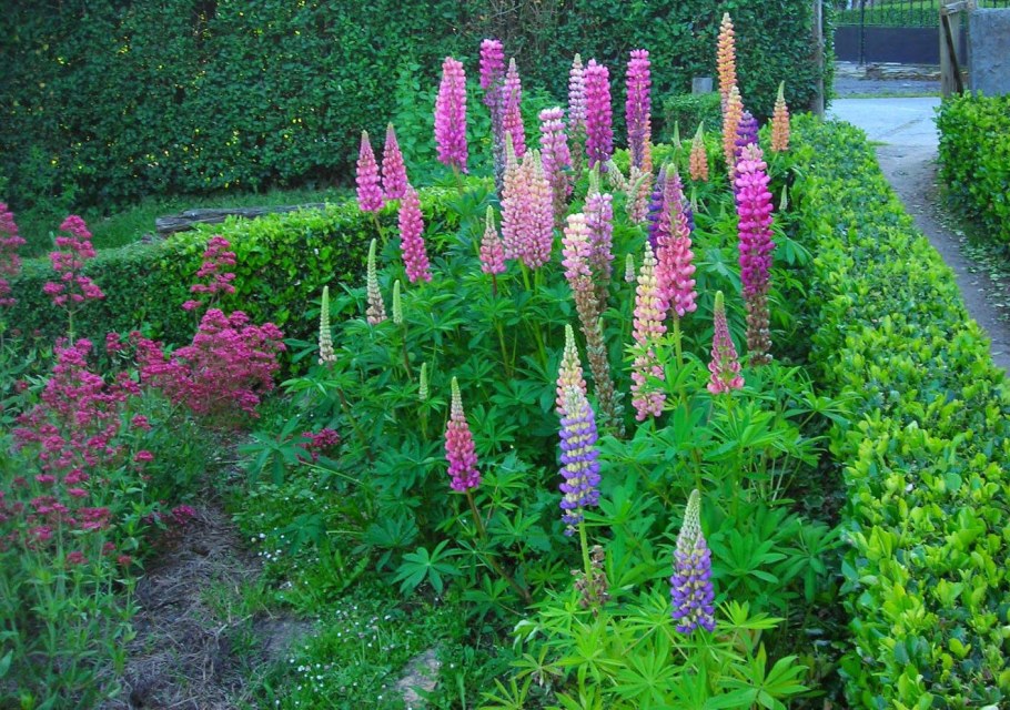 Люпин Вейник