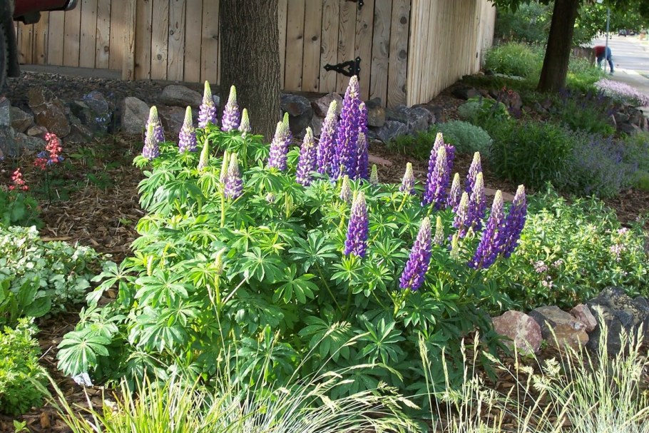 Люпин махровый