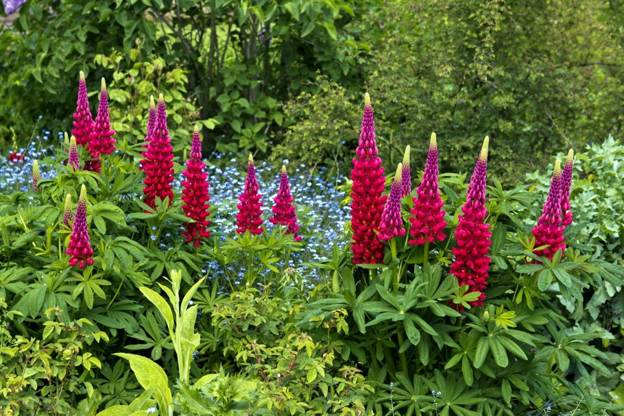 Люпин многолистный зе Чейтелейн (с3)