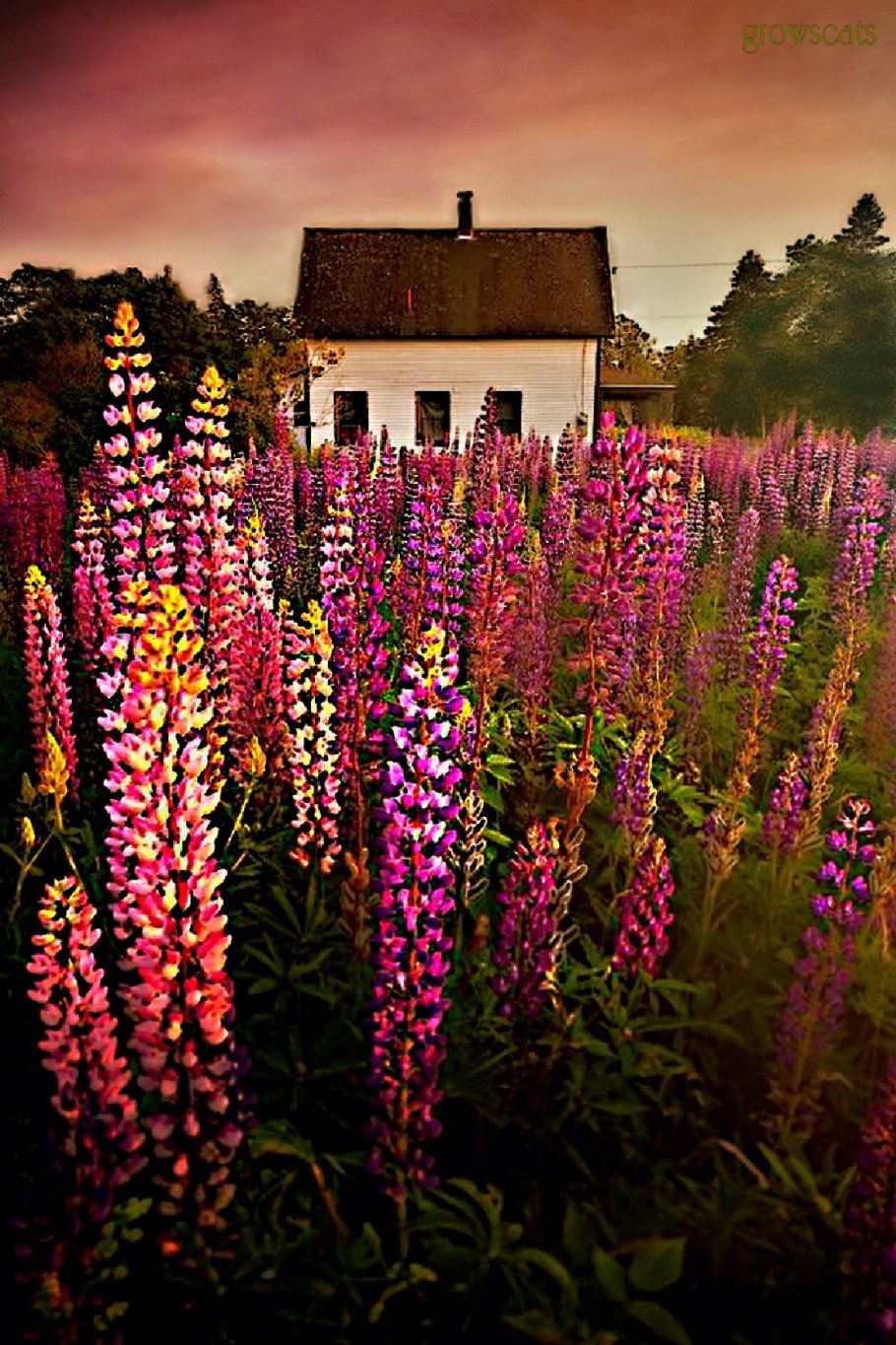 Клумба с люпинами