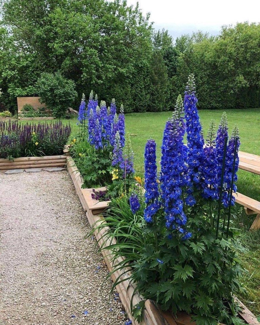 Люпин кустарниковый