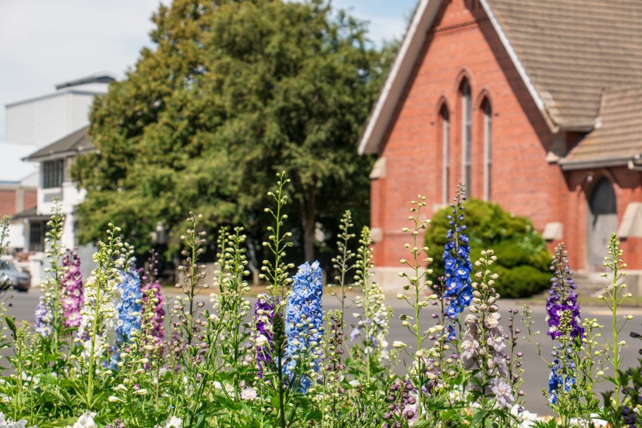 Lupinus Russell "Kastellan"