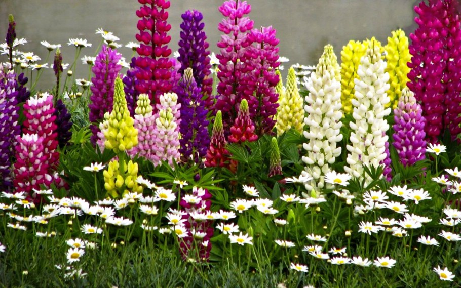 Наперстянка на даче