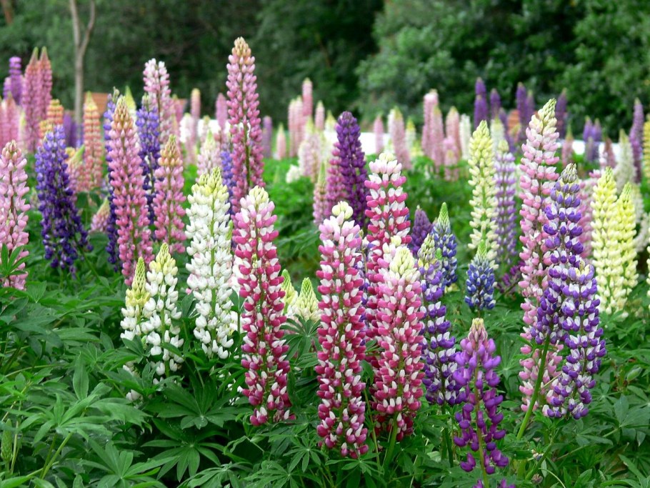 Люпин и дельфиниум