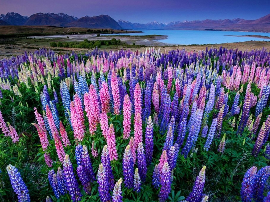 Люпин многолистный в миксбордерах