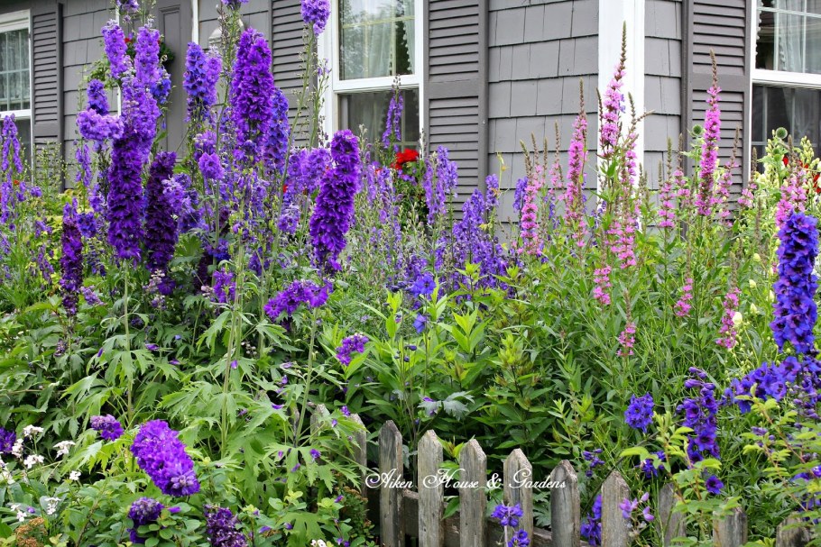 Люпин и дельфиниум