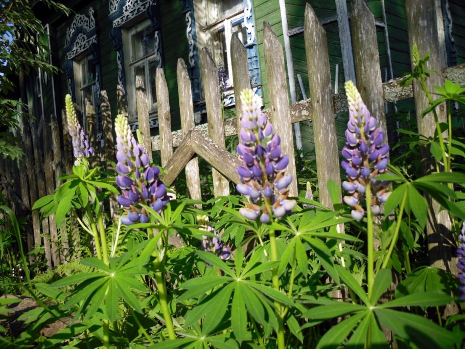 Миксбордер многолетники двулетники однолетники