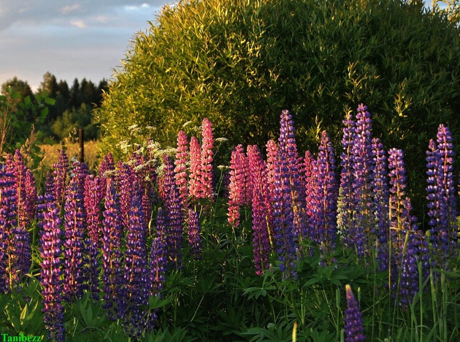 Люпин, Аконит, дельфиниум