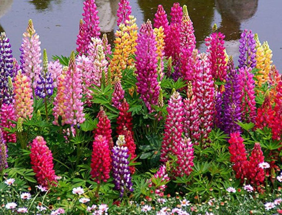 Цветочный миксбордер Люпин