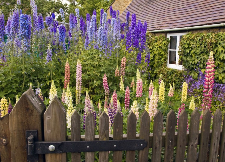 Клумба с люпинами