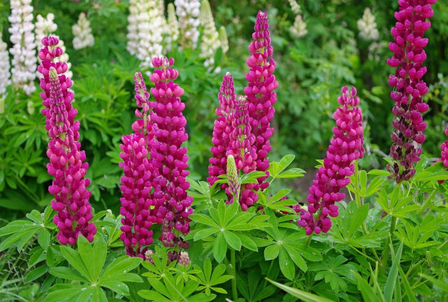 Люпин Руссель многолетний