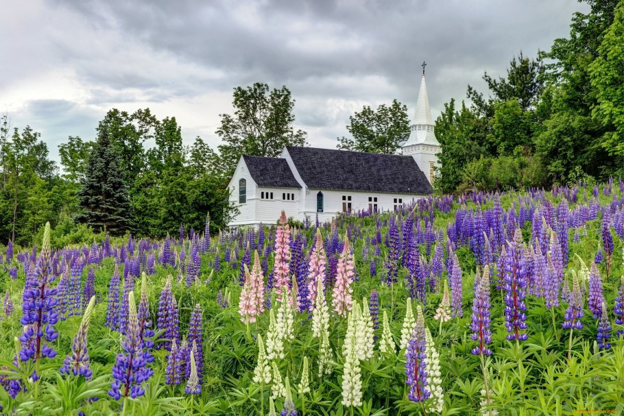 Клумба с люпинами