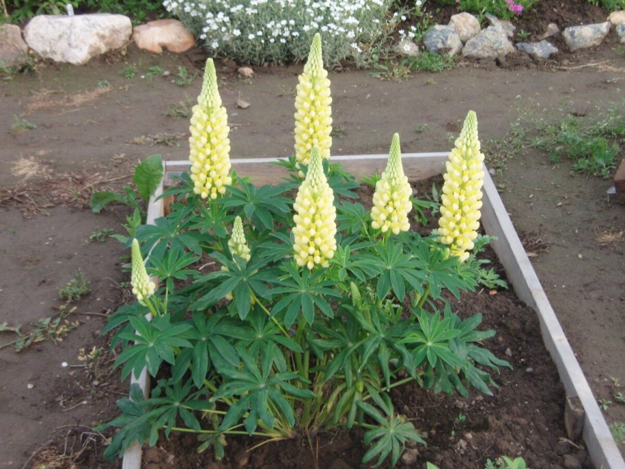 Люпин в миксбордере