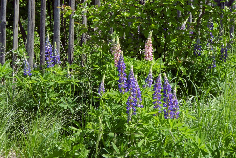 Люпин гибрид. 'Blue Shades'