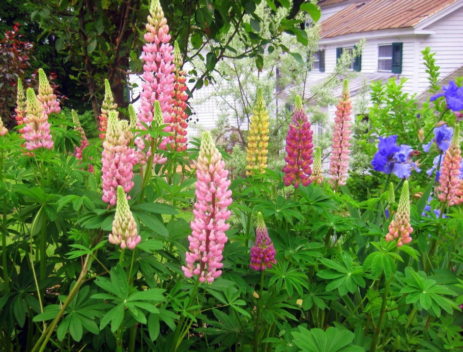 Дельфиниум Кирсти