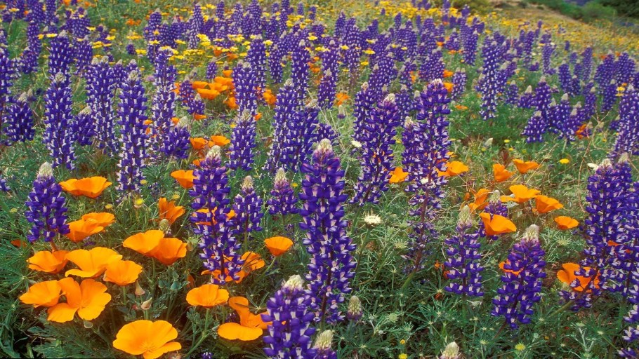 Люпин Лесной