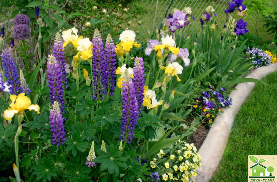 Дельфиниум многолетний