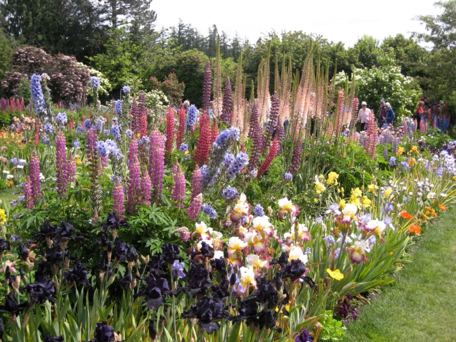 Дельфиниум дикий