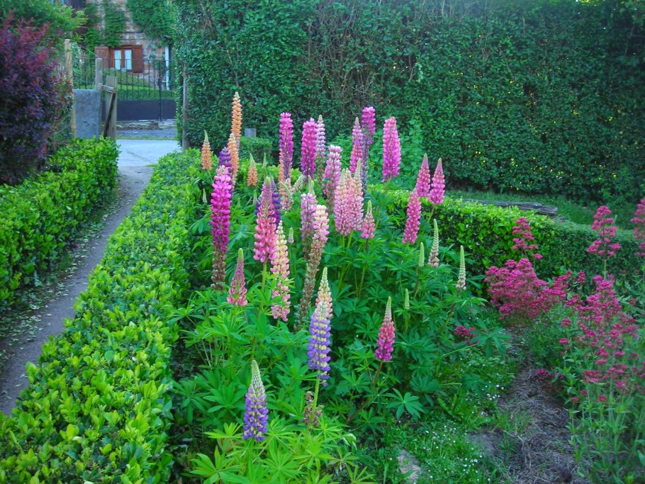 Люпин многолистный Рассела