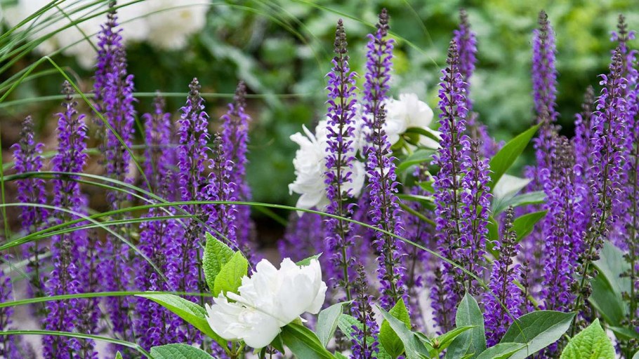 Люпин месье Александр