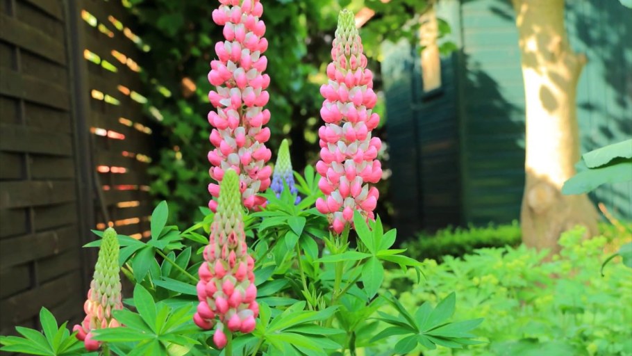 Люпин, Аконит, дельфиниум