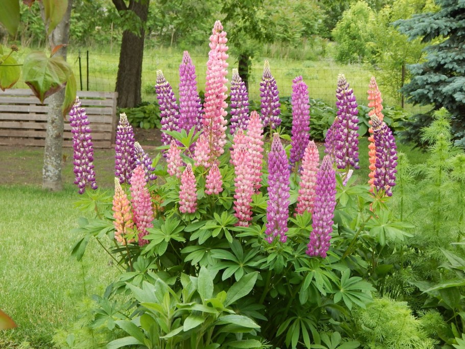 Клумба Ирис Люпин пион