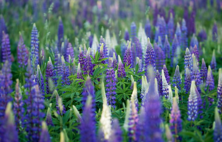 Люпин многолистный минарет