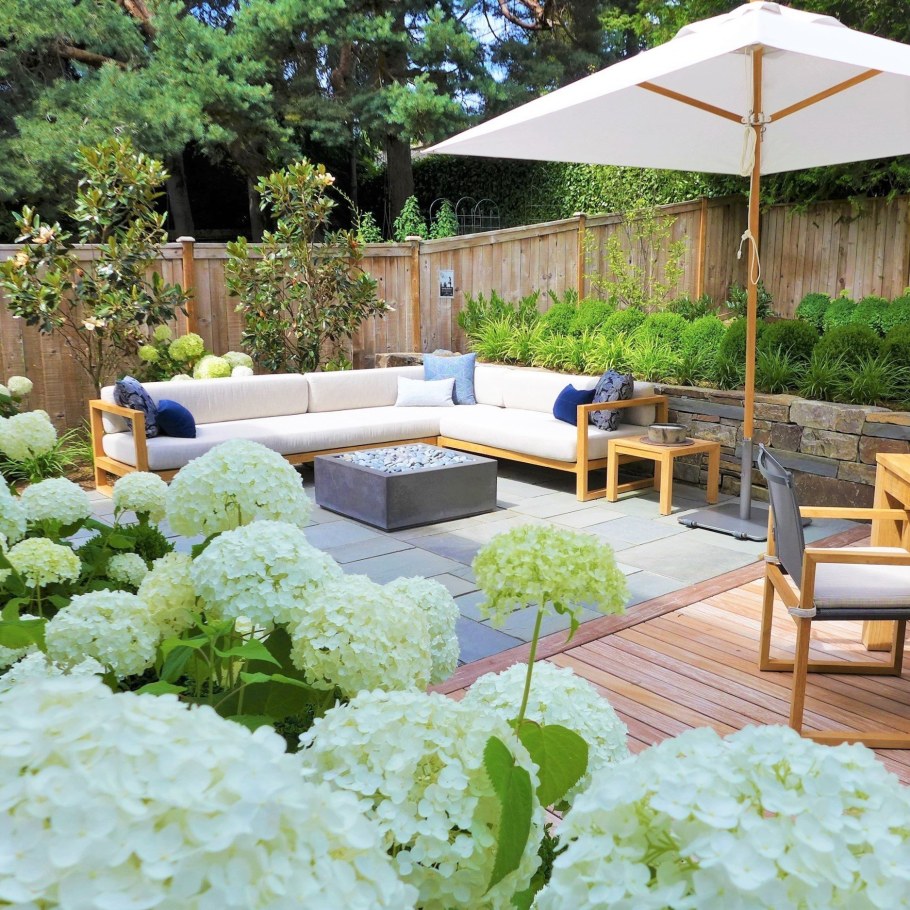 Патио хвойники у забора